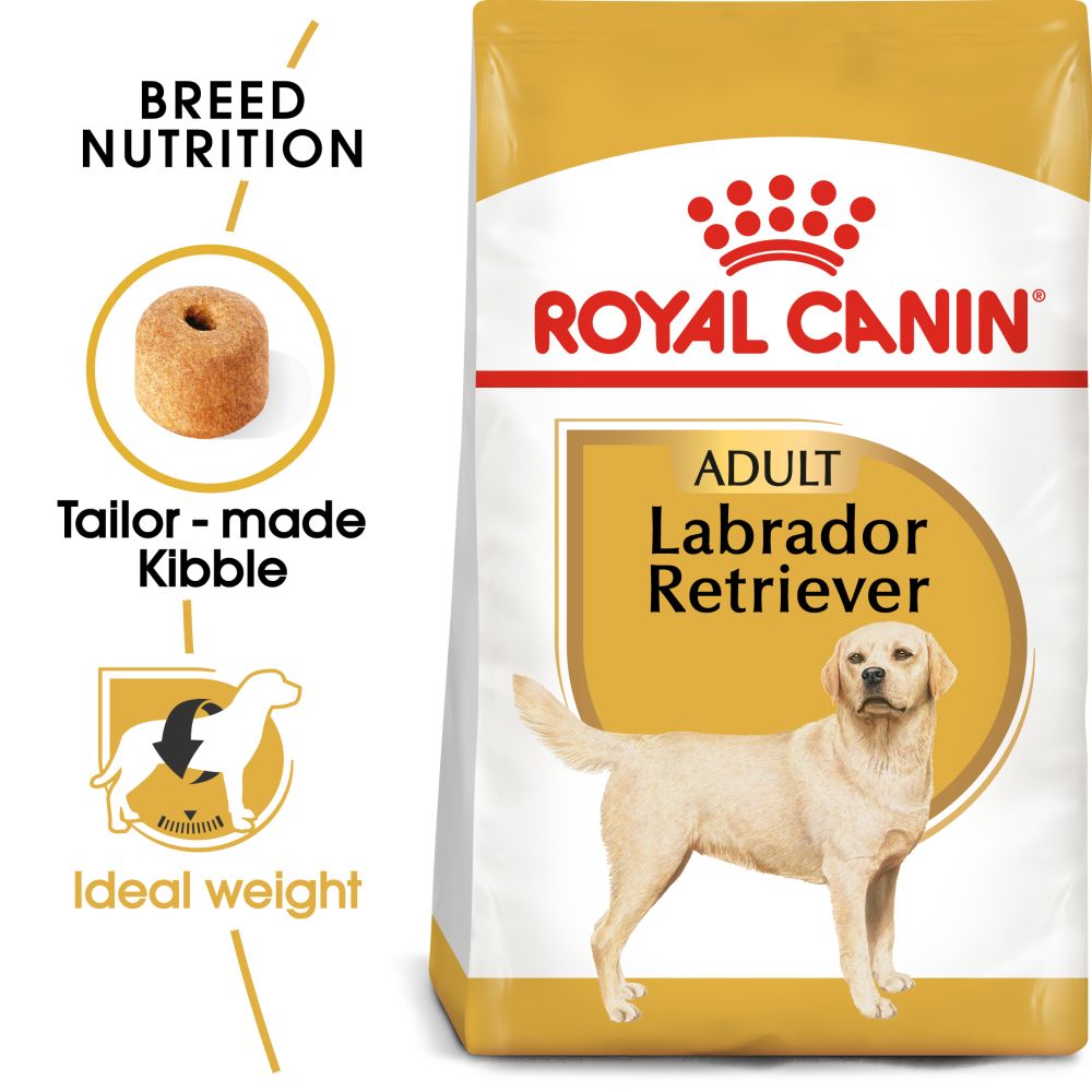 RC BHN Dog Labrador Retriever Adult