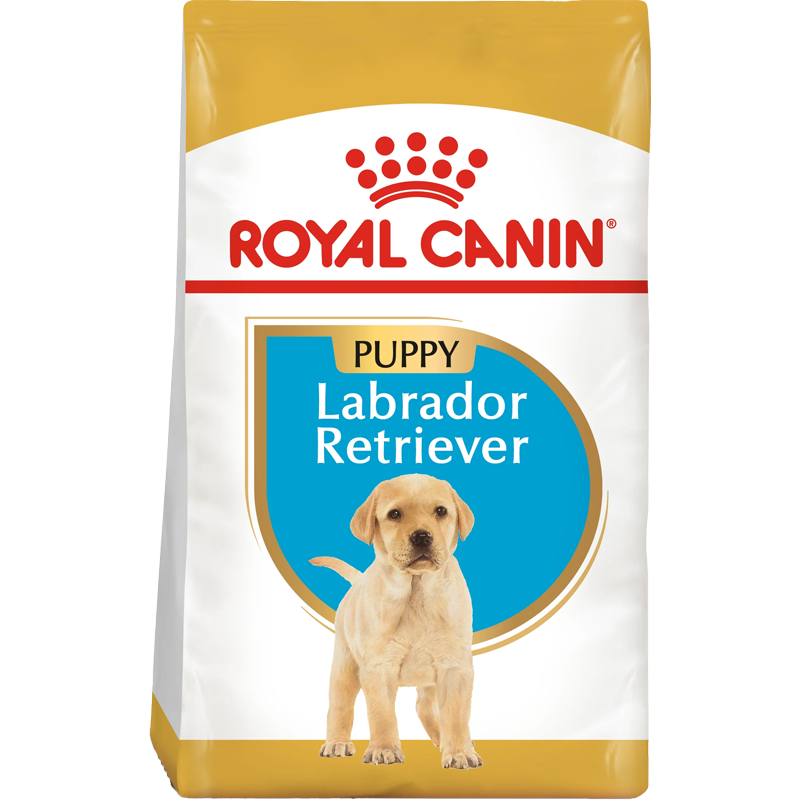 RC BHN Dog Labrador Retriever Puppy