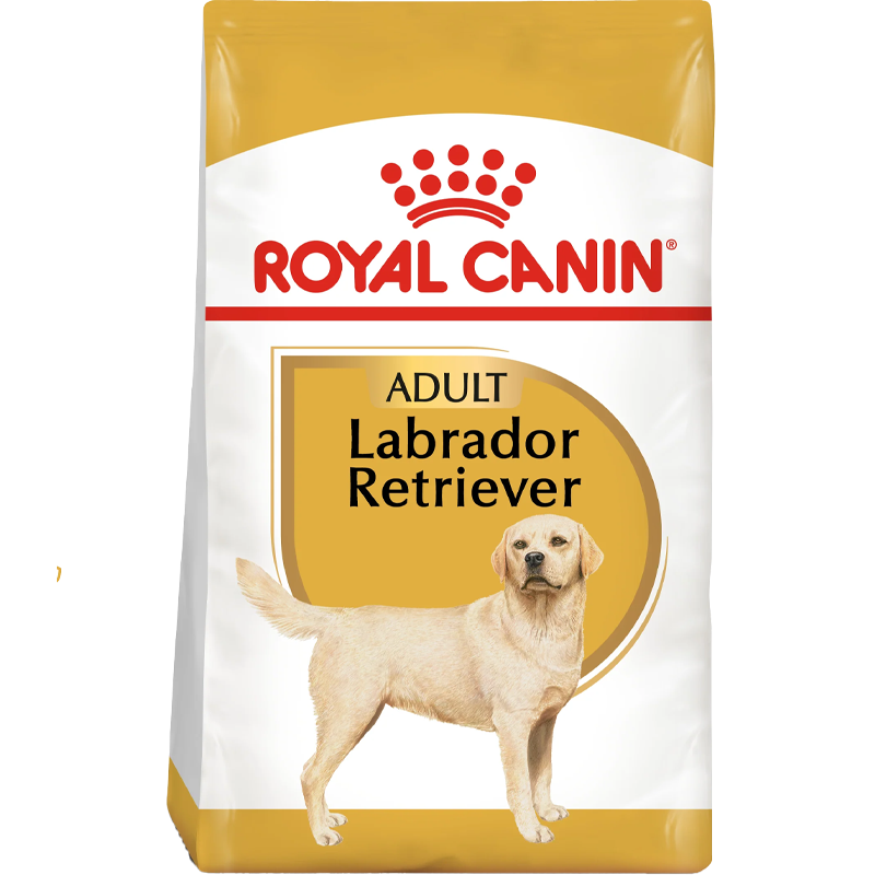RC BHN Dog Labrador Retriever Adult