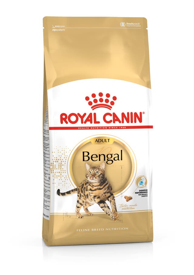 RC FBN Cat Bengal Adult