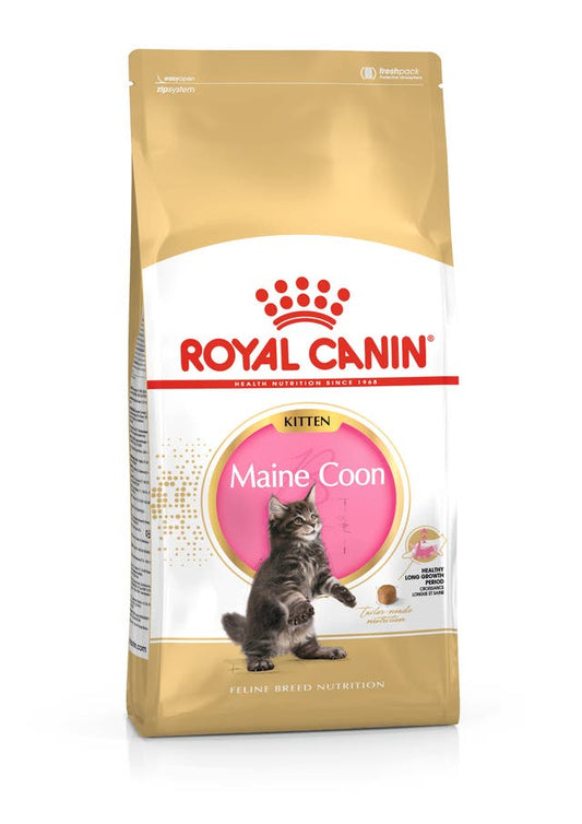 RC FHN Maine Coon Kitten