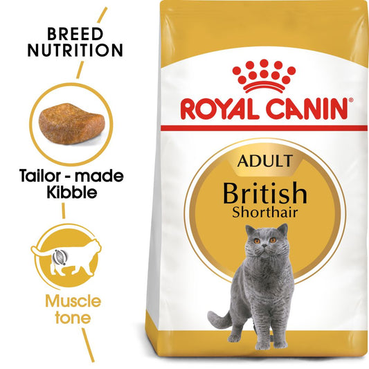 RC FBN Cat British Shorthair Adult