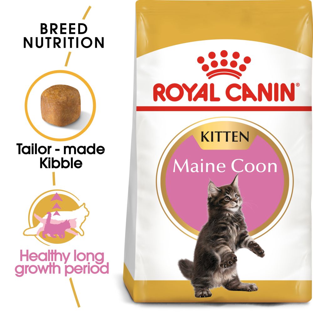 RC FHN Maine Coon Kitten