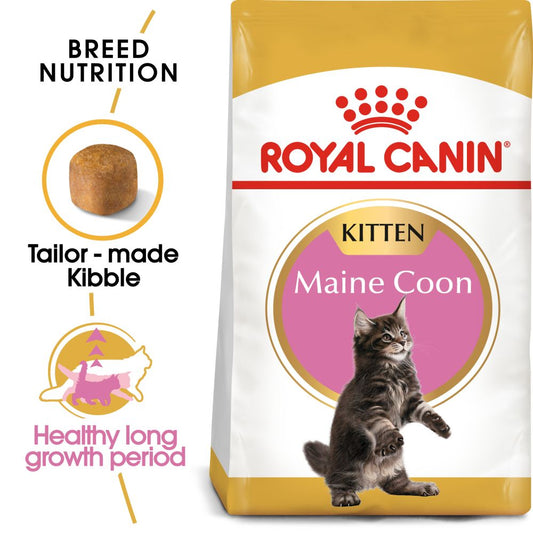 RC FHN Maine Coon Kitten