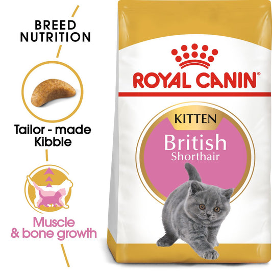 RC FHN British Shorthair Kitten