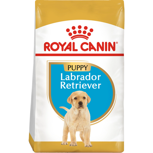 RC BHN Dog Labrador Retriever Puppy