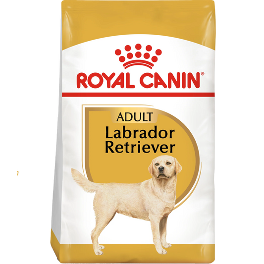 RC BHN Dog Labrador Retriever Adult