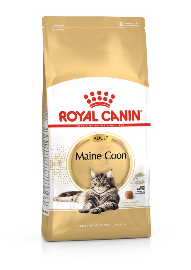 RC FBN Cat Maine Coon Adult