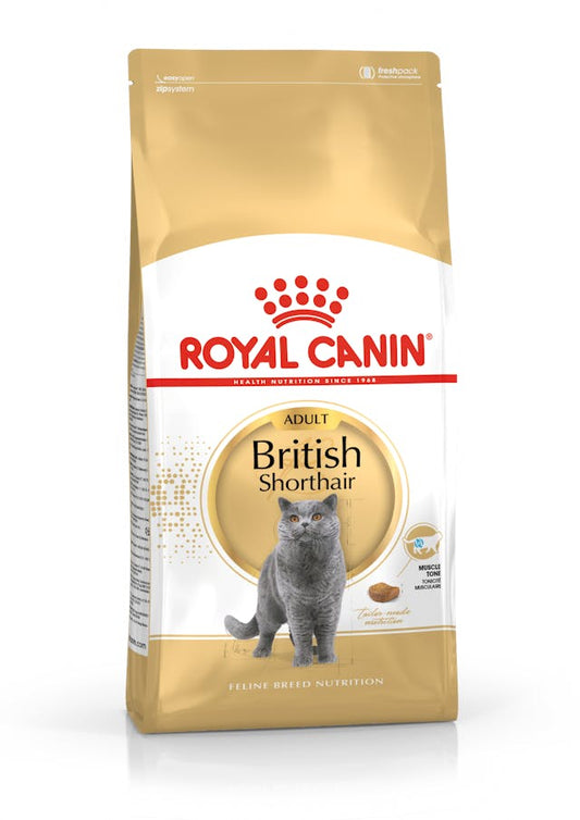 RC FBN Cat British Shorthair Adult
