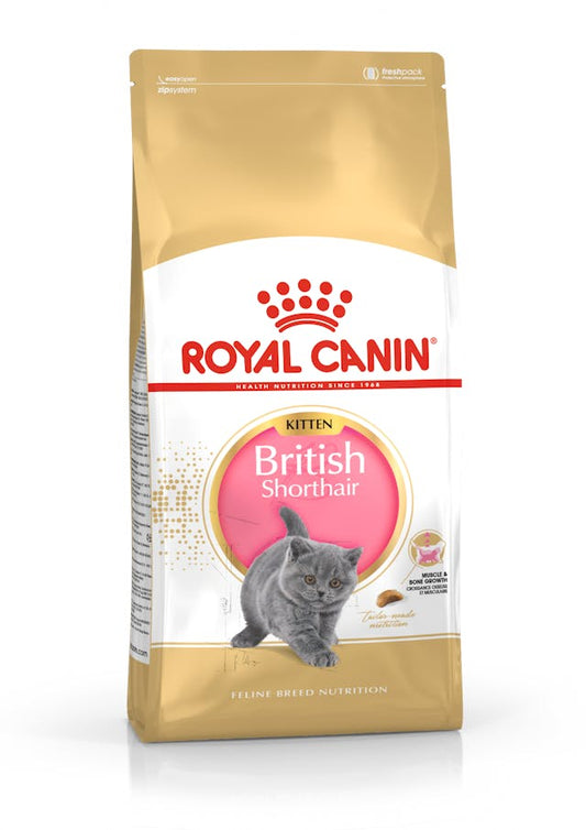 RC FHN British Shorthair Kitten