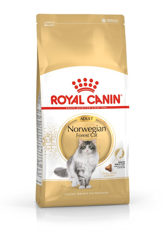 RC FBN Cat Norwegian Forest Cat Adult